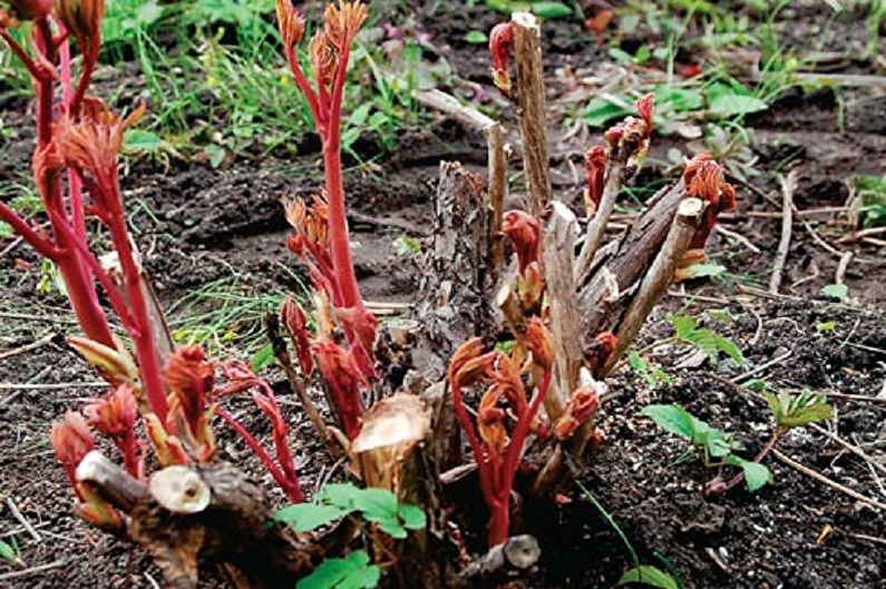 A plant with red buds growing out of the ground.