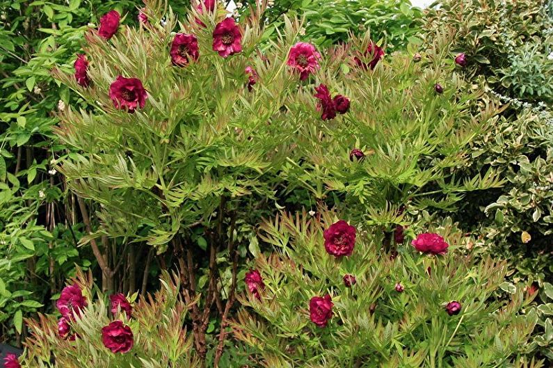 Peony bush with red flowers in a garden.