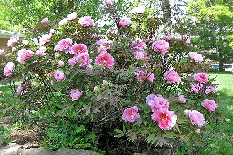 Peony bush with pink flowers in front of a house.