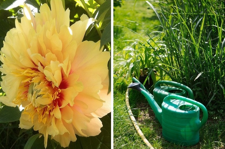 Two pictures of a yellow flower and a green watering can.