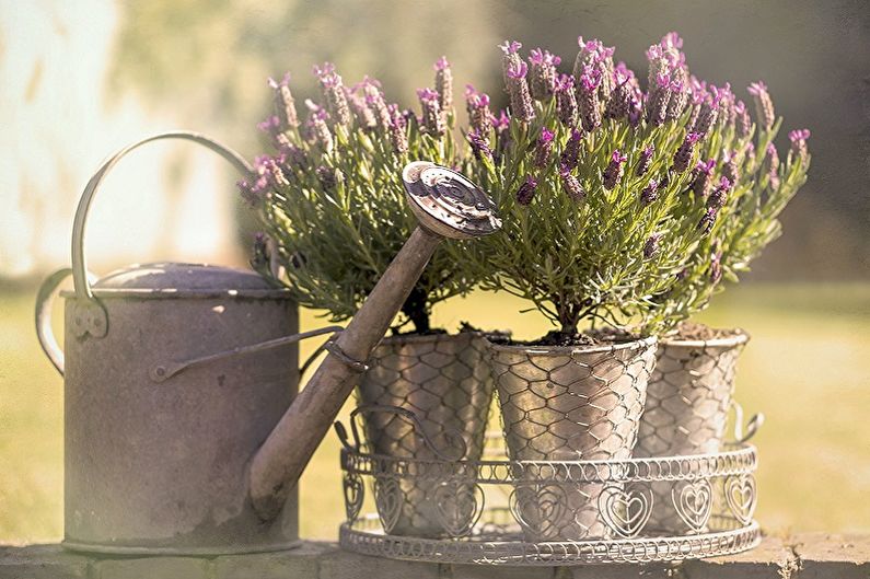 A metal watering can with lavender plants in it.
