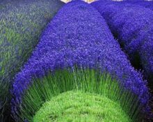 A row of lavender plants in a field.