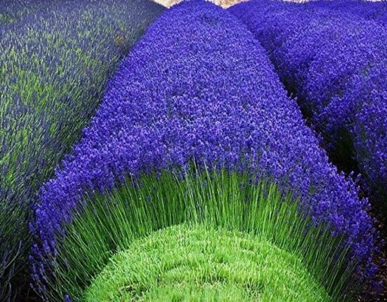 A row of lavender plants in a field.