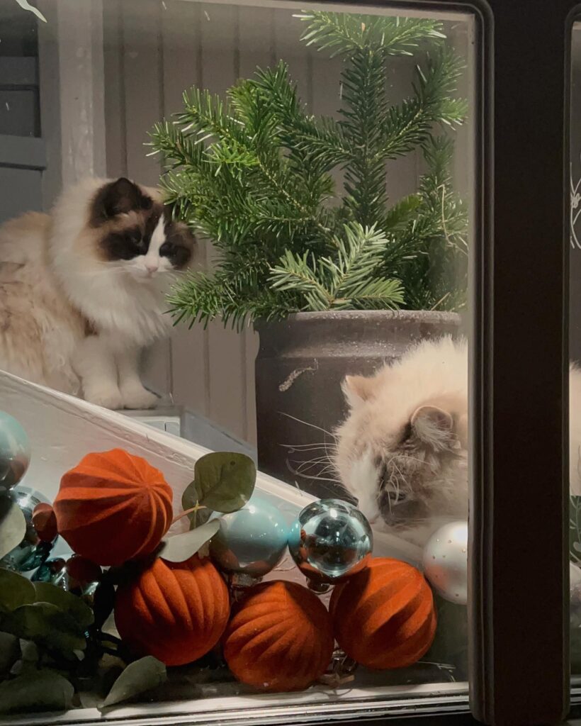 Two cats looking out of a window.