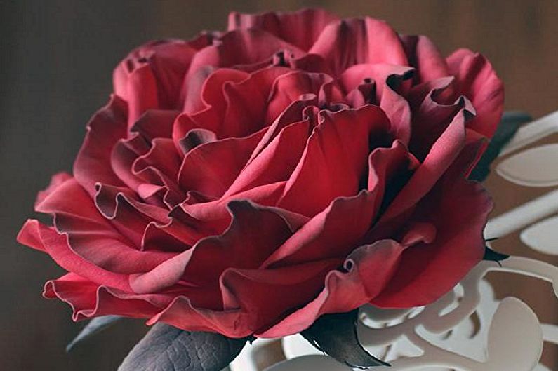 A red rose sits on top of a white piece of paper.