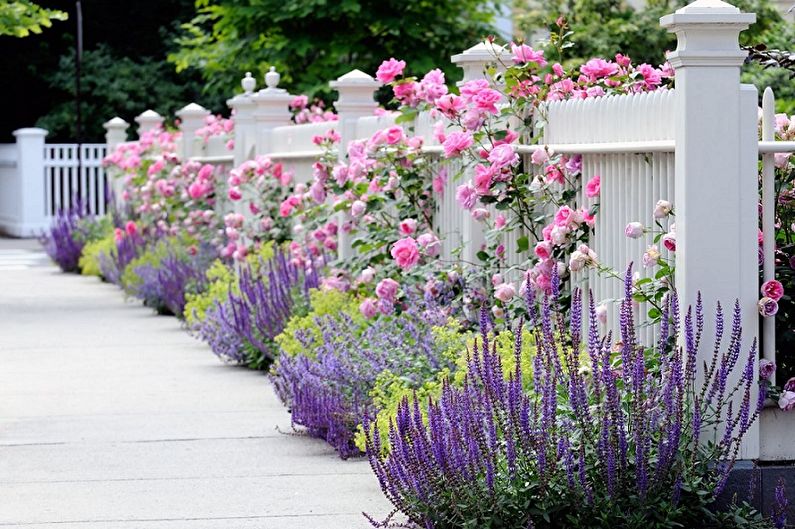 A white picket fence is lined with pink roses and lavender.