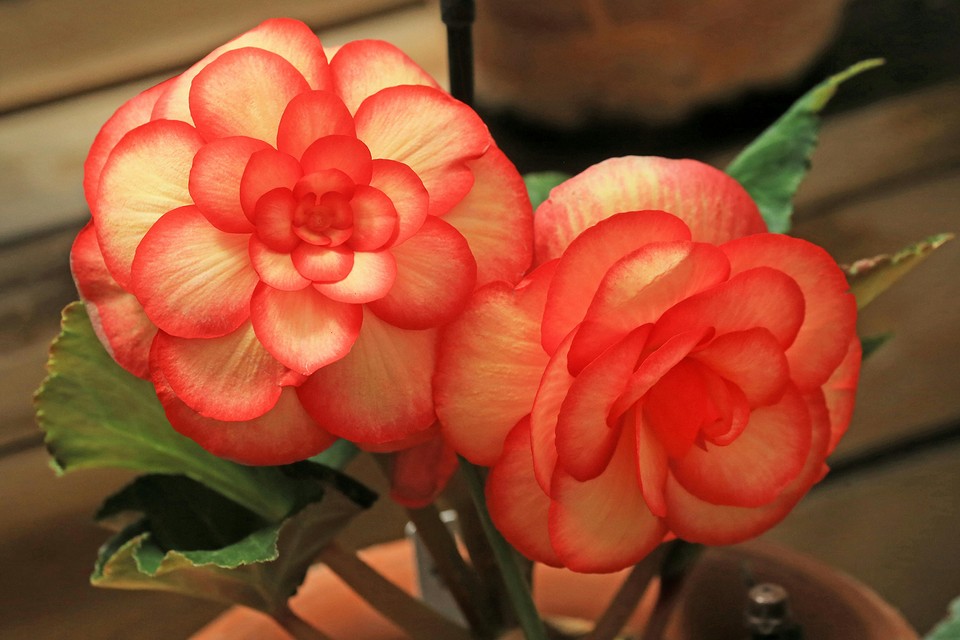 Two red flowers in a pot on a table.