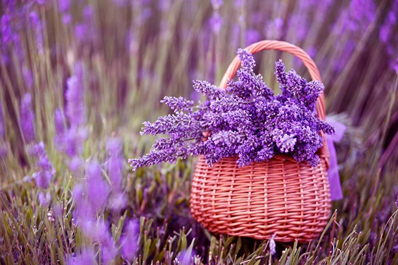 A wicker basket filled with lavender flowers in a field.