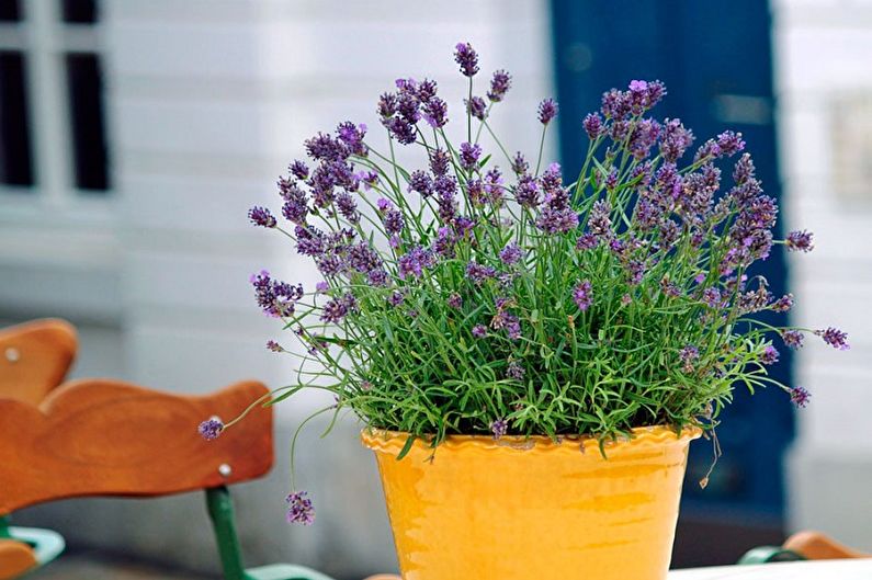 Lavender in a yellow pot on a table.