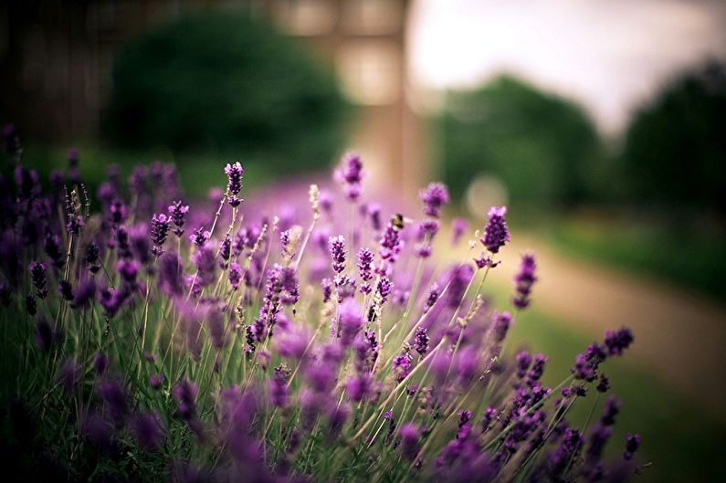 A field of purple flowers in front of a building.