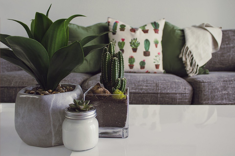 A living room with a cactus on a coffee table.