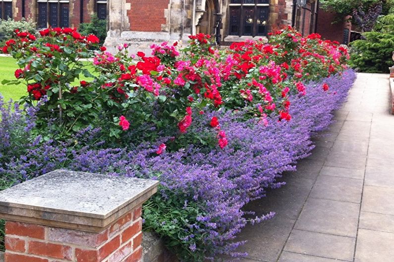 A row of roses and lavender in front of a building.