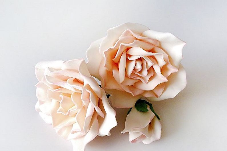 Two pink roses on a white surface.