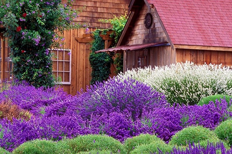 A garden with purple flowers and bushes in front of a wooden house.