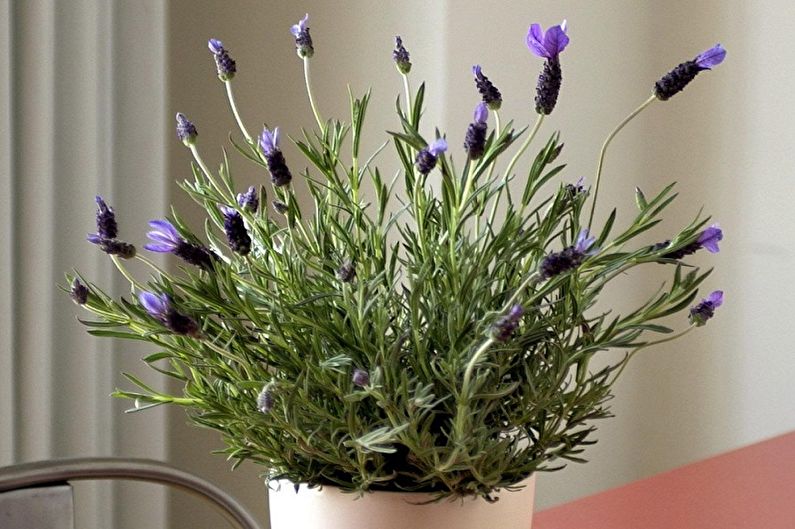Lavender in a white pot on a table.