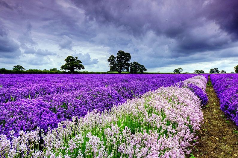 Lavender field under a stormy sky.