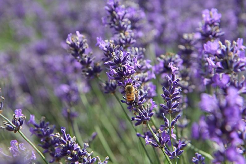 A bee sits on lavender flowers in a field.