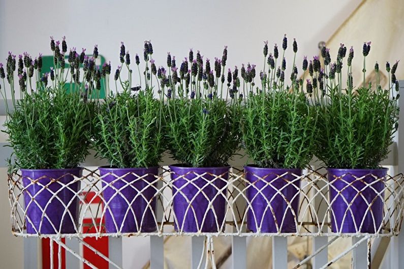 Lavender plants in pots on a metal rack.
