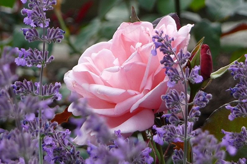 A pink rose surrounded by lavender flowers.