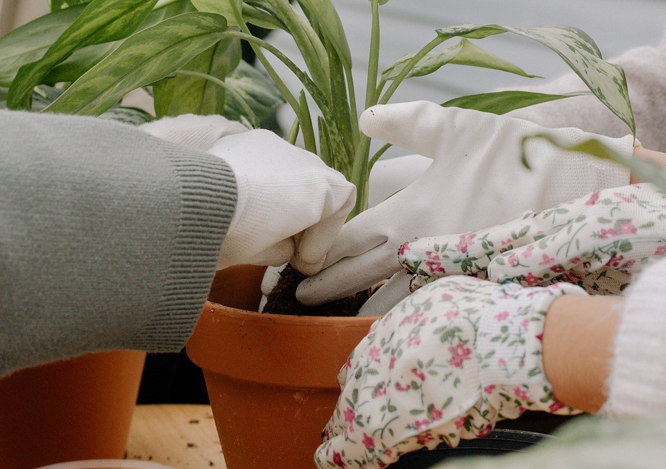 A pair of hands holding a plant in a pot.