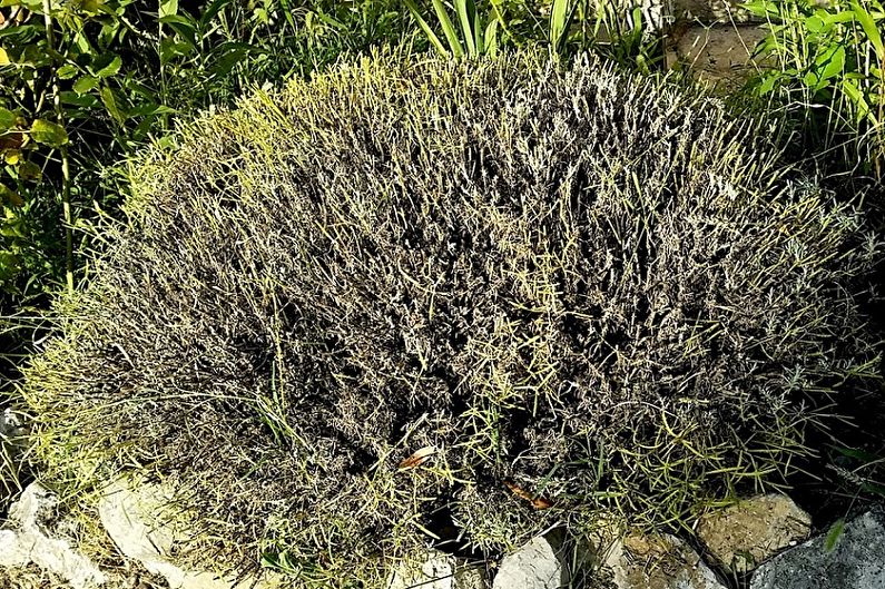 A plant is growing on a rock in a garden.