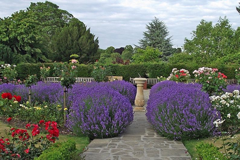 A garden full of lavender and roses.
