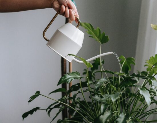 Watering a plant with a watering can.