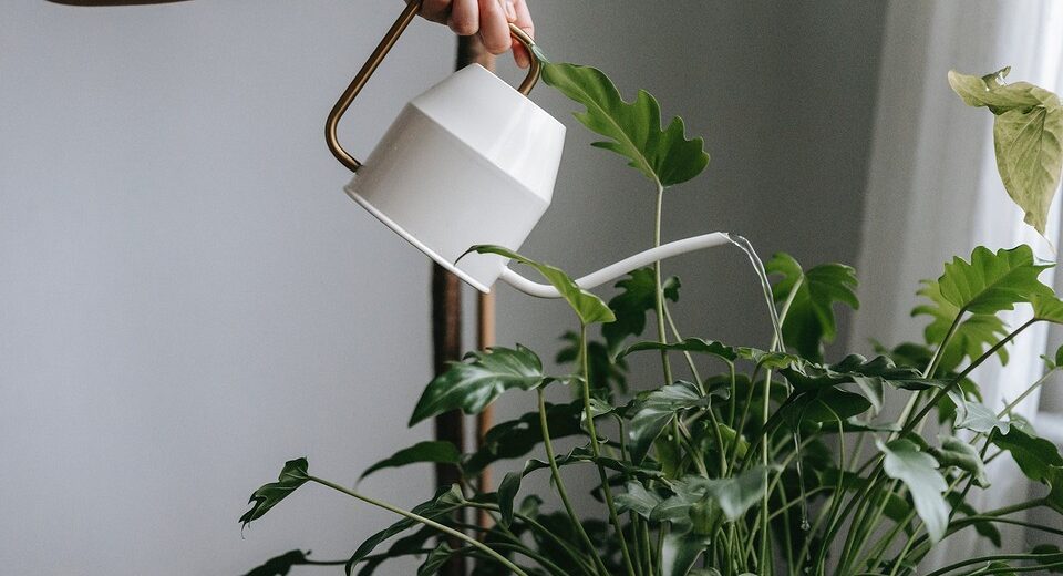 Watering a plant with a watering can.