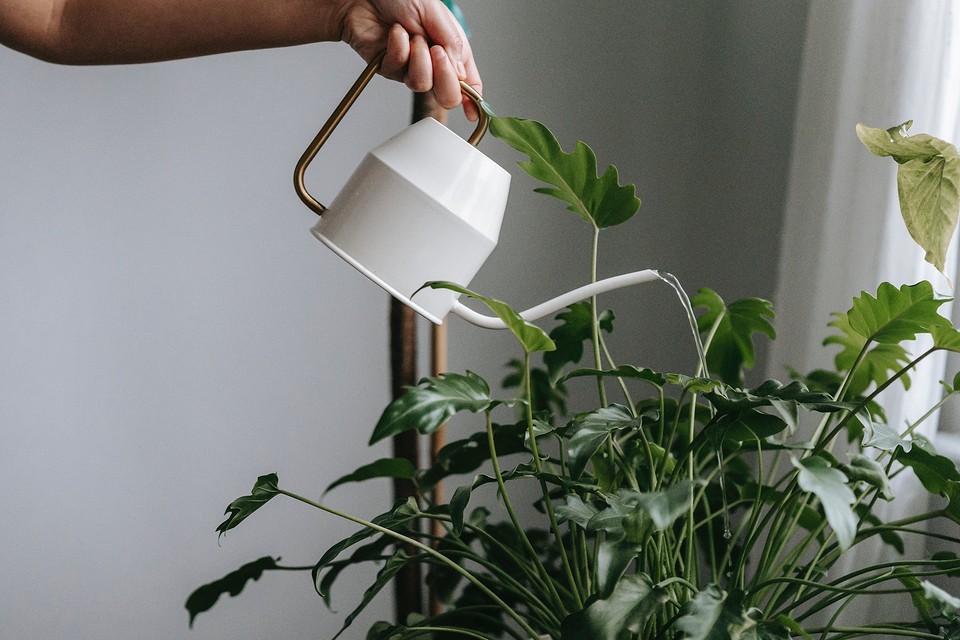 Watering a plant with a watering can.