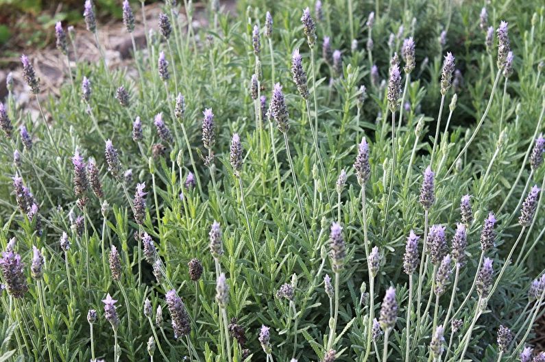 A close up of lavender plants in a garden.