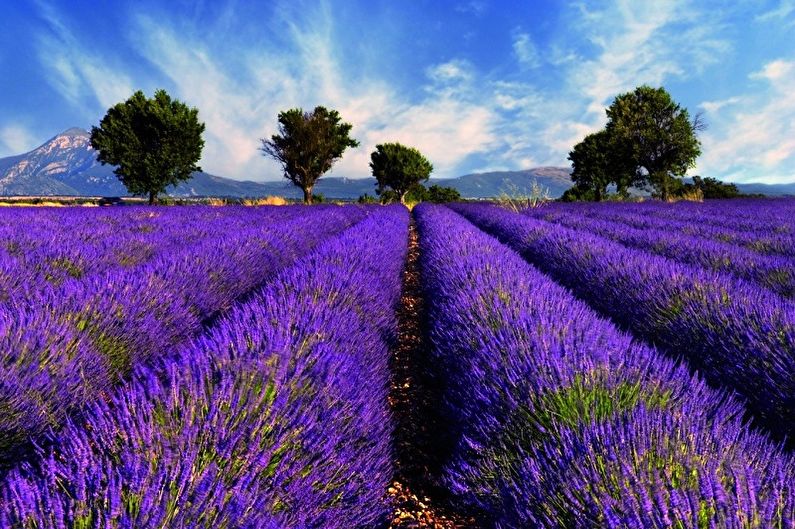 A field of lavender with mountains in the background.