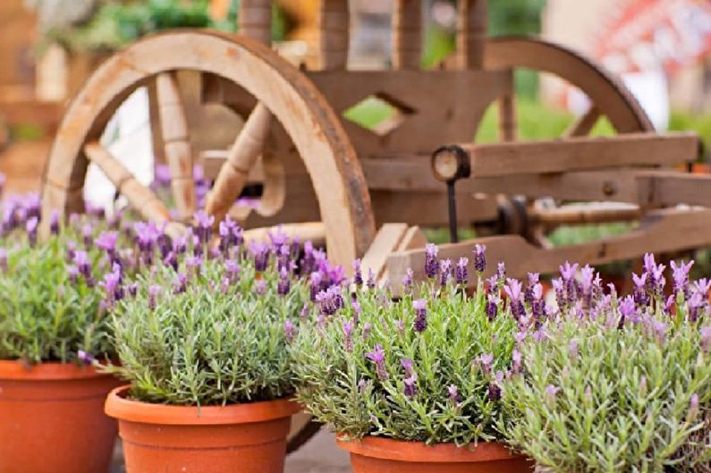 Lavender plants in pots in front of a wooden cart.