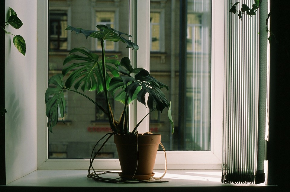 A potted plant sits on a window sill.