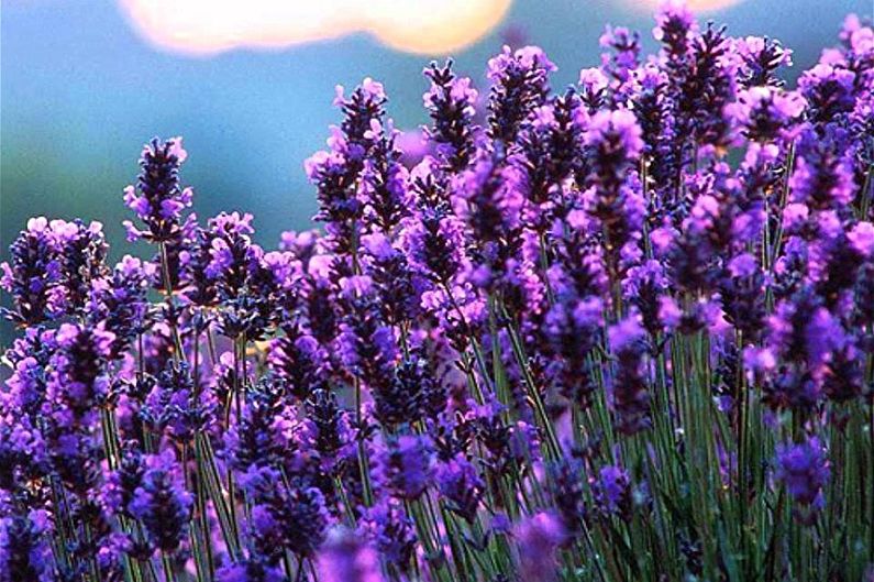 Lavender flowers in a field at dusk.
