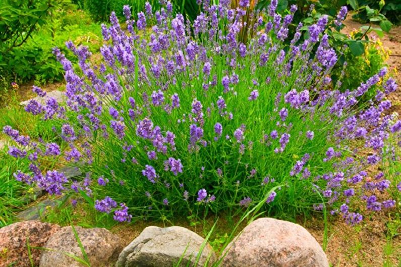 A lavender plant in a garden with rocks.