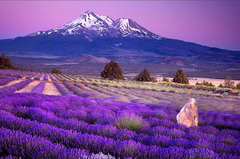 Mt hood and lavender fields greeting card.