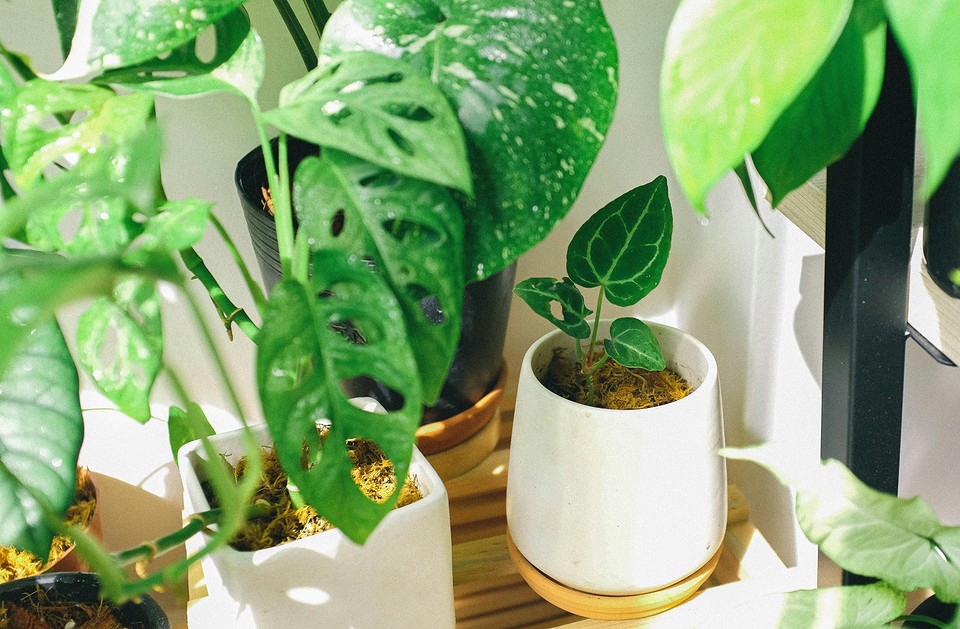 A group of potted plants on a shelf.