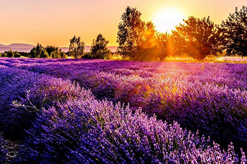 A field of lavender with the sun setting behind it.