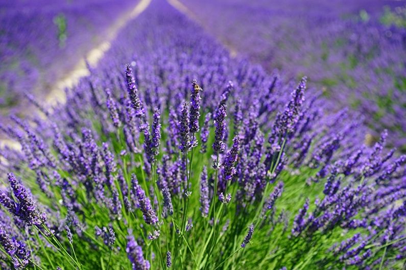 A lavender field with purple flowers in the background.