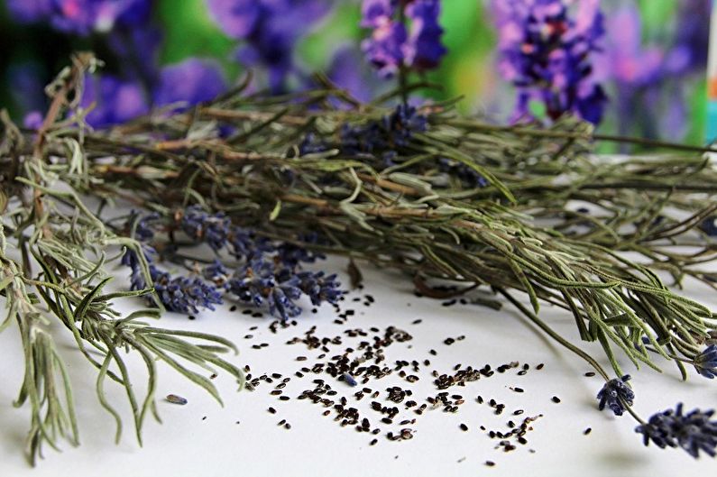 A bunch of lavender sprigs on a white table.