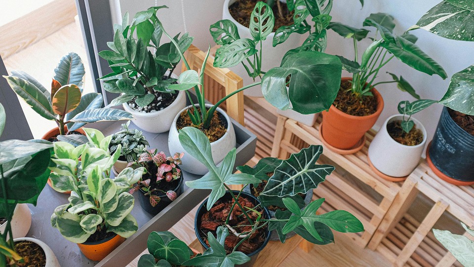 Many potted plants in a room with a window.