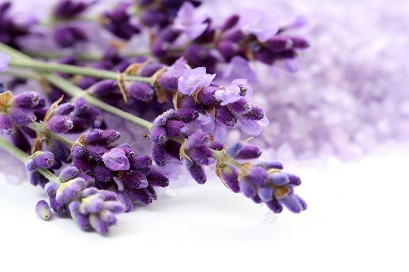 A bunch of lavender flowers on a white background.