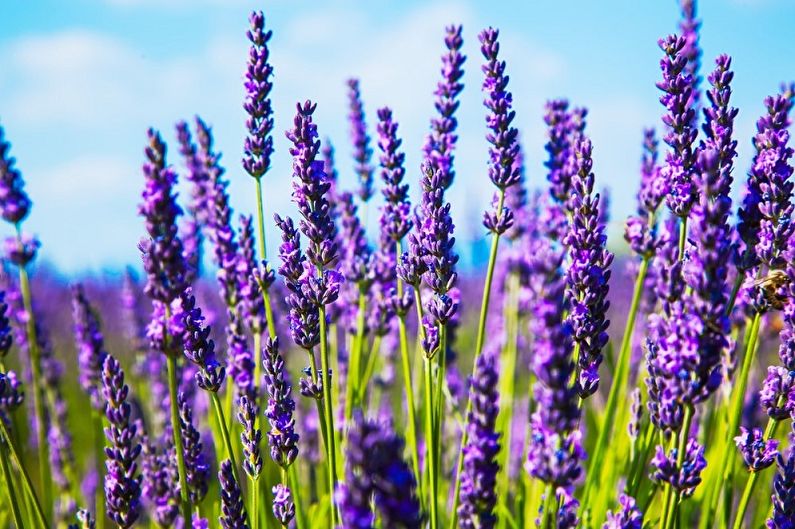 Lavender flowers in a field with a blue sky.