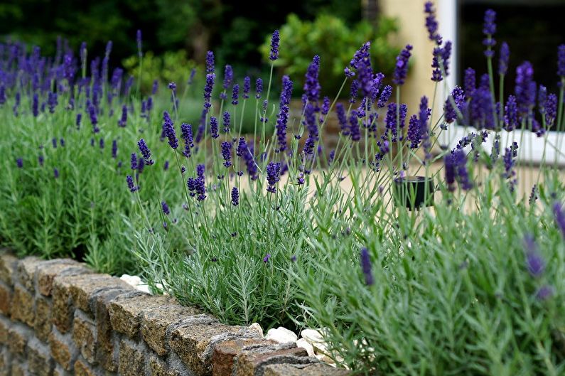 Lavenders growing in a stone wall next to a house.