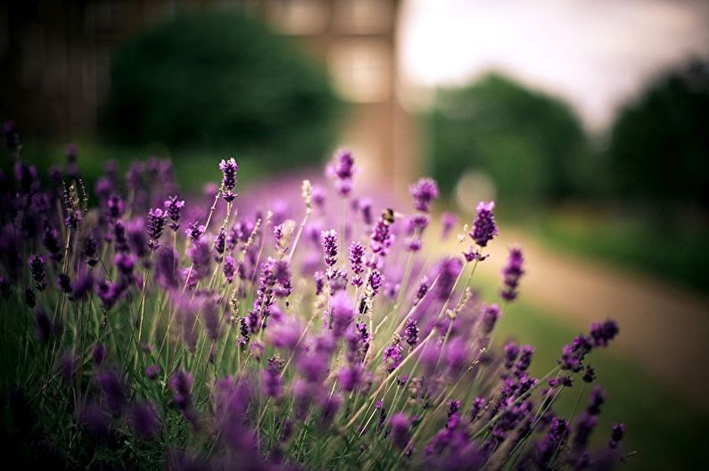 A field of purple flowers with a building in the background.