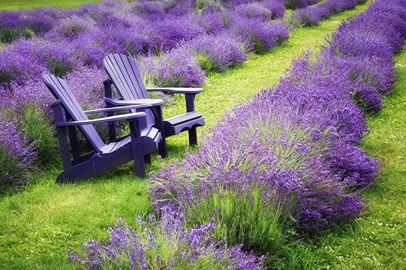 Two purple lawn chairs in a field of lavender.