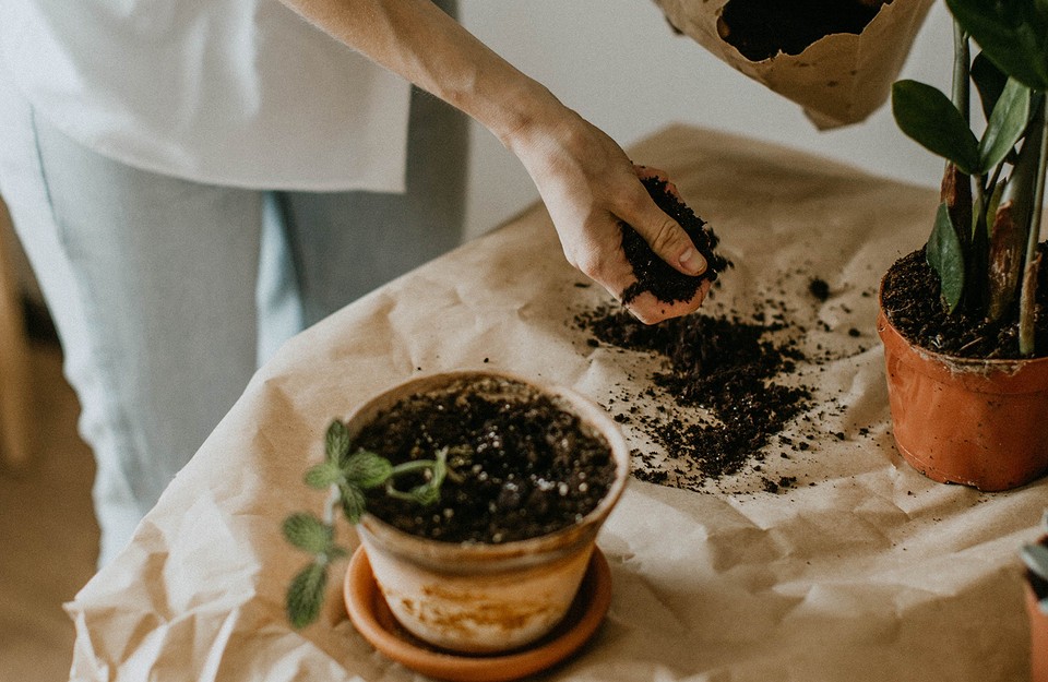 A woman is planting a potted plant on a table.