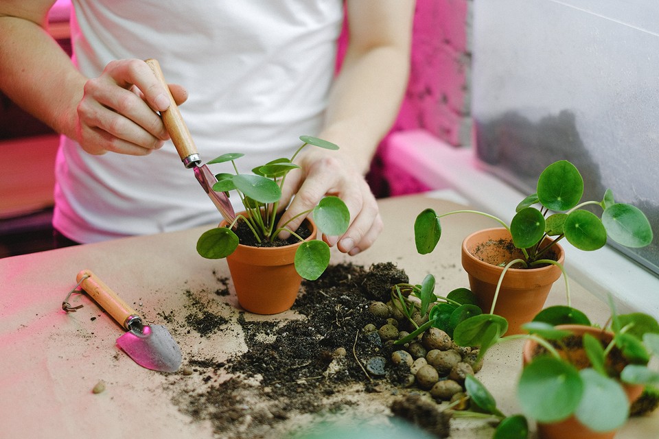 A man is planting a plant in a pot.