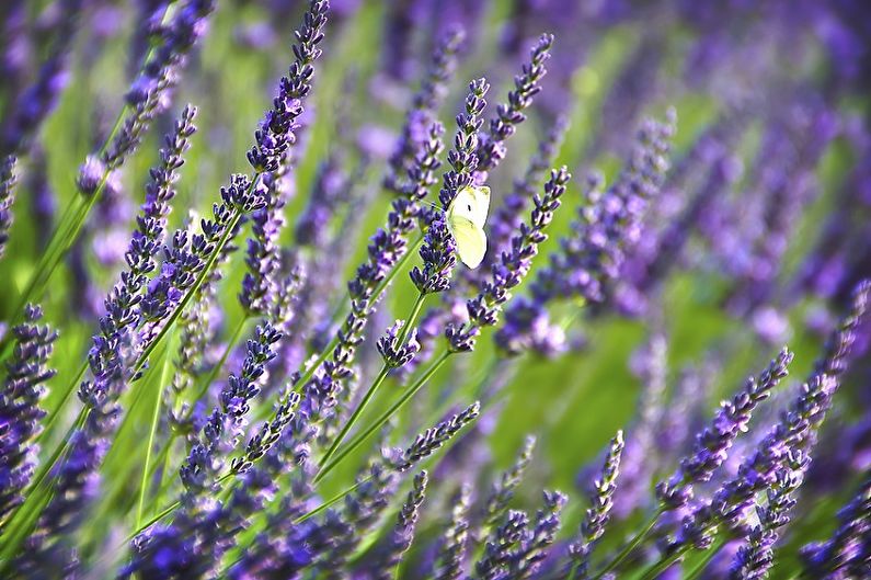 A butterfly sits in a field of lavender.