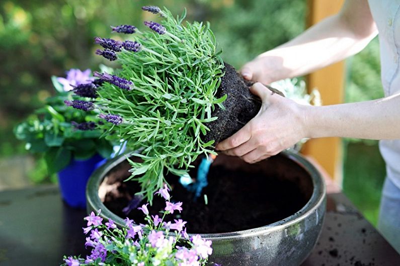 A woman is planting lavender flowers in a pot.